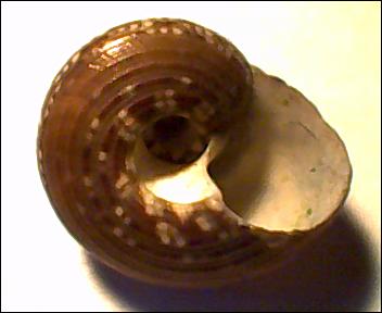 Gibbula da determinare 2